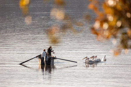 Kerkini Lake, Central Macedonia Greece - 23.10.2024 Beautiful autumn scenery, fisherman on a boat feeding Dalmatian pelicans.の写真素材