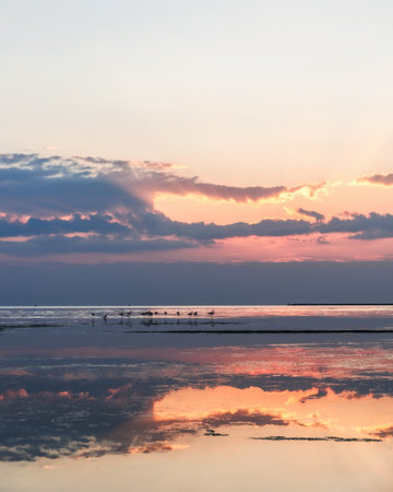 Flamingos silhouette on the sunset or sunrise on National park of Evros Delta, near Alexandroupolis and Turkish border where birds find shelter during migration season, fishing, agriculture, climate.の写真素材