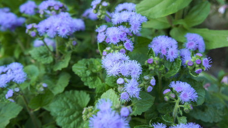Ageratum houstonianum, known as flossflower, is an annual plant grown as bedding in gardens and landscape designの写真素材