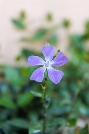 Vinca major or bigleaf periwinkle, large periwinkle, greater periwinkle and blue periwinkle, family Apocynaceae, native to the western Mediterranean, flower in the garden and landscape design.の写真素材