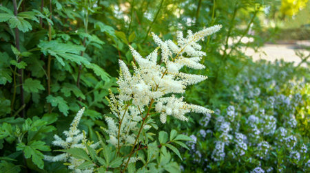 White and pink hybrid Astilbe japonica, called false bucks beard, is a species of flowering plant in the genus Astilbe, native to Japan, flower in the garden and landshaft design.の写真素材