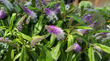 Veronica salicifolia or Hebe salicifolia, the koromiko or willow-leaf hebe, is a flowering plant in...