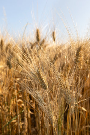 Beautiful scenery of harvesting wheat field on sunset colors, summer period.