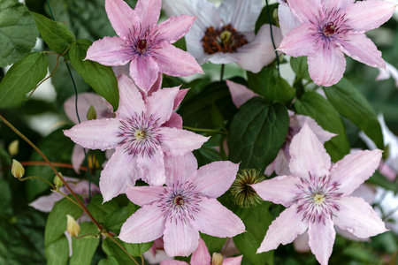 Close up pink climbing flower hybrid Ranunculaceae family, in the garden or landscape architecture design.の写真素材