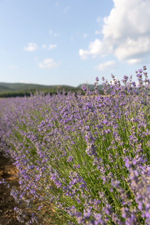 Blue Lavandula or lavender is a perennial flowering plants in the mints family, Lamiaceae. Medicine use oil, tea, culinary and in the garden or landscape architecture design, sky wallpaper.の写真素材