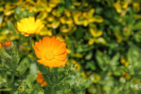 Close up Orange yellow flower of Calendula officinalis, common marigold, ruddles, Asteraceae. Medicine and pharmaceutical use, ideal for the the garden and landshaft or landscape architecture design.の写真素材