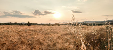 Beautiful scenery of harvesting wheat field on sunset colors, summer period.