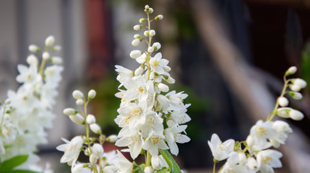 Deutzia gracilis, the slender deutzia or Japanese snow white flower, species in the hydrangea family Hydrangeaceae, native to Japan, in the garden and landshaft design.の写真素材