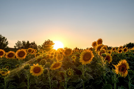 Beautiful sunflower field in the sunset color.