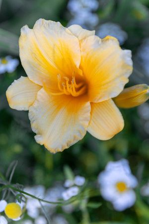 Yellow Hemerocallis lilioasphodelus or Stella de Oro common Daylily beautiful flower in the garden and landscape design.の写真素材