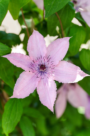 Close up pink climbing flower in the garden or landscape architecture design.の写真素材