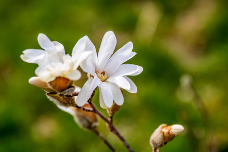 Close up photo of Magnolia stellata or star magnolia white flowers in the garden or landscape architecture design, blur background.の写真素材