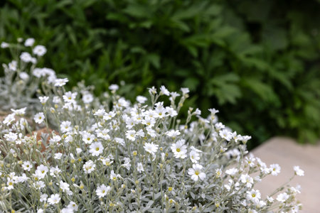 Cerastium tomentosum or snow in summer white silver evergreen flower of the family Caryophyllaceae. Low, horticultural plant, perennial, rocky, alpine plant in the garden landscape architecture design.の写真素材