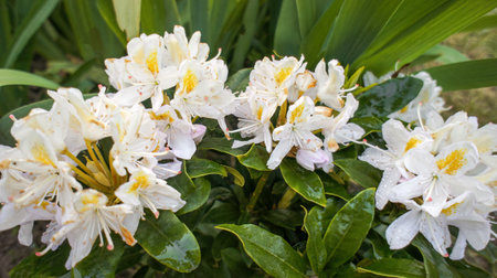 White flowers of a evergreen shrub Rhododendron maximum or great laurel, rosebay, American or big rhododendron, in the garden or landscape architecture design.の写真素材