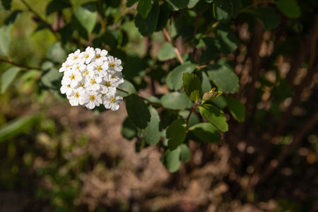 White flowers of Spiraea nipponica or spirea chamaedryfolia or meadowsweets or steeplebushes, shrubs in the family Rosaceae, in the garden or landscape architecture design.の写真素材