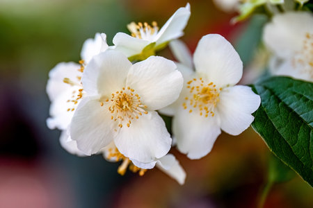 Close up photo White flowers of Philadelphus coronarius or sweet mock, fragrance and parfume, bush or small tree in the garden or landscape architecture design.の写真素材