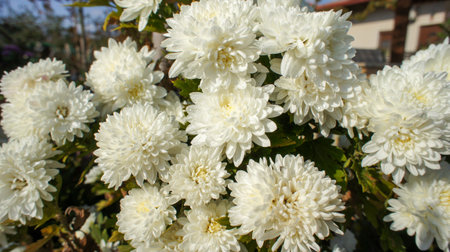 Yellow, pink, white and red flowers Chrysanthemum indicum or Indian Asteraceae family, in the garden or landscape architecture design, close up photos, blurry background.の写真素材