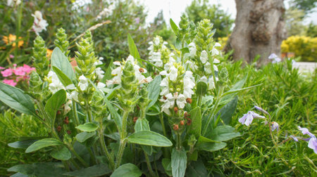 White low flower of Prunella laciniata or cutleaf selfheal, medicine use, in the garden or landscape architecture design.の写真素材