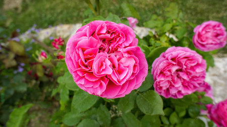 Yellow pink white roses Rosa banksiae or Lady Bankflowers for the celebration use, in the garden or landscape architecture design.の写真素材