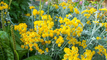 Jacobaea maritima or silver ragwort or Senecio cineraria, silver and yellow flower in the garden or landscape architecture design.の写真素材