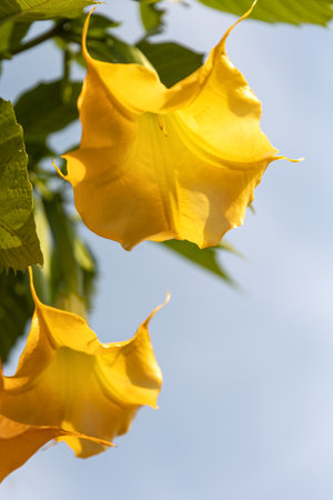 Yellow pink Brugmansia versicolor or angels trumpets in the family Solanaceae, bush or small tree in the garden or landscape architecture design.の写真素材