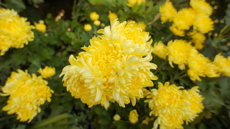Yellow, pink, white and red flowers Chrysanthemum indicum or Indian Asteraceae family, in the garden or landscape architecture design, close up photos, blurry background.の写真素材