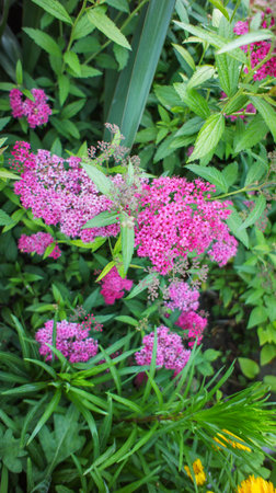 Pink flowers of Spiraea japonica or Japanese meadowsweet or Japanese spiraea, shrubs in the family Rosaceae, in the garden or landscape architecture design.の写真素材