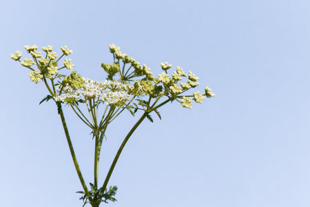 Sunny day on the flowers meadow. Blur beautiful natural background. Wild plants in nature.の写真素材