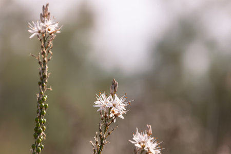 Asphodelus ramosus or branched asphodel, Mediterranean perennial herbaceous plant Asparagales family, blurry background.の写真素材