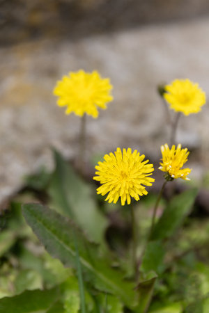Yellow or white wildflower of Taraxacum or common dandelion a large genus of flowering plants in the family Asteraceae, blur natural background for wallpaper, alternative medicine use or herbal tea.の写真素材