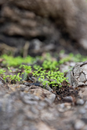 Green sprout growing out from soil near wood in the morning light, blur background.の写真素材