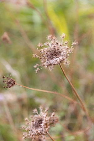 Sunny day on the flowers meadow. Blur beautiful natural background for wallpaper. Wild plants in nature.の写真素材