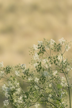 Sunny day on the flowers meadow. Blur beautiful natural background for wallpaper. Wild plants in nature.の写真素材