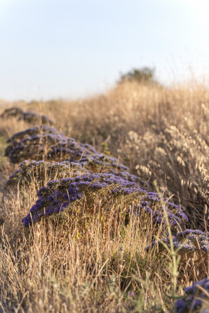 Sunny day on the flowers meadow. Blur beautiful natural background for wallpaper. Wild plants in nature.の写真素材