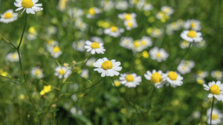 White wildflower of Matricaria chamomilla or Matricaria recutita or wild blue chamomile or scented mayweed in the field, alternative medicine use or herbal tea, green background.の写真素材