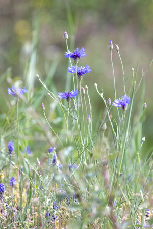 Blue wildflower of Centaurea cyanus or cornflower or bachelors button, green blurry sunny background for wallpaper, insects and bees attractive in the field.の写真素材