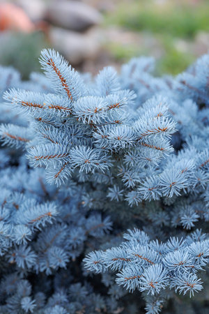 Evergreen decorative pine Blue spruce or Picea pungens low and compact size in the garden or landscape architecture design.の写真素材