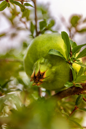 A raw green fruit of Pomegranate on a tree branch, sunny weather and soft background, vitamin juicy...