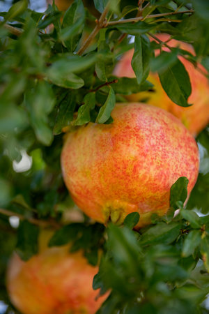 A close up symbolic red fruit of Pomegranate on a tree branch, sunny weather and soft background, vitamin juicy food.の写真素材