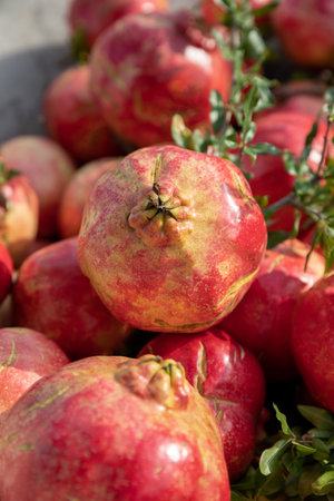 A close up symbolic red fruit of Pomegranate on a tree branch, sunny weather and soft background, vitamin juicy food.の写真素材