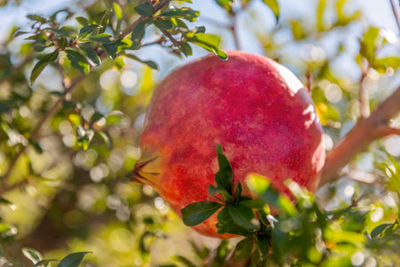 A close up symbolic red fruit of Pomegranate on a tree branch, sunny weather and soft background, vitamin juicy food.の写真素材