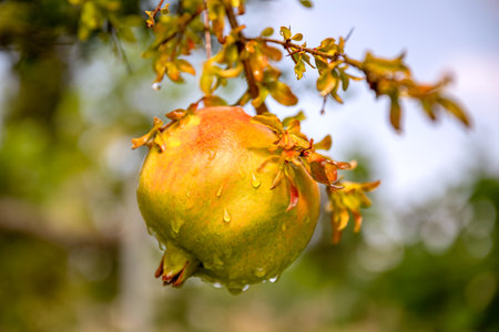 A close up symbolic red fruit of Pomegranate on a tree branch, sunny weather and soft background, vitamin juicy food.の写真素材