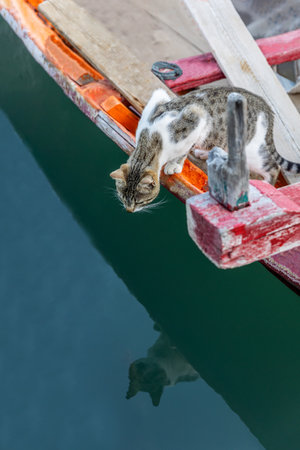 A funny cat on the boat, at the seaport and water reflection.の写真素材