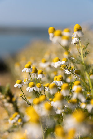 White wildflower of Matricaria chamomilla or Matricaria recutita or wild blue chamomile or scented mayweed in the field, alternative medicine use or herbal tea, green background.の写真素材