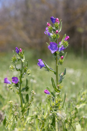Sunny day on the pink and blue wildflowers meadow. Blur beautiful natural background for wallpaper. Wild plants in nature.の写真素材