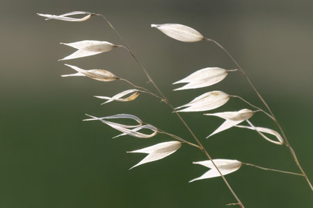 Sunny day on the flowers meadow. Blur beautiful natural background. Wild plants in nature.の写真素材
