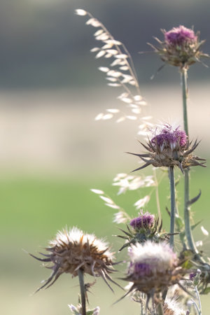 Dry flower of Milk Thistle in a sunny day. Blur beautiful natural background for wallpaper. Wild plants in nature.の写真素材