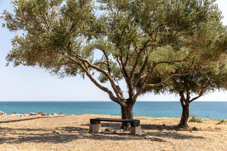 Panoramic view to Aegean sea, wooden bench under the old olive tree, summer vacation in Greece.の写真素材