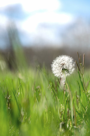Yellow or white wildflower of Taraxacum or common dandelion a large genus of flowering plants in the family Asteraceae, blur natural background for wallpaper, alternative medicine use or herbal tea.の写真素材
