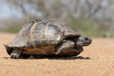 Cute turtle or testudines walking on the ground close-up portrait, blurry background.